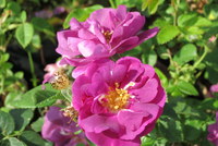 Rhapsody in blue